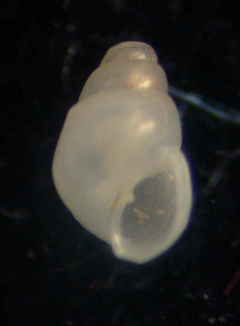 odostomia